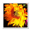 Sunflower Joy Shines Framed Print | Feel Good Images