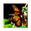 Butterfly Joy - Canvas | Feel Good Images