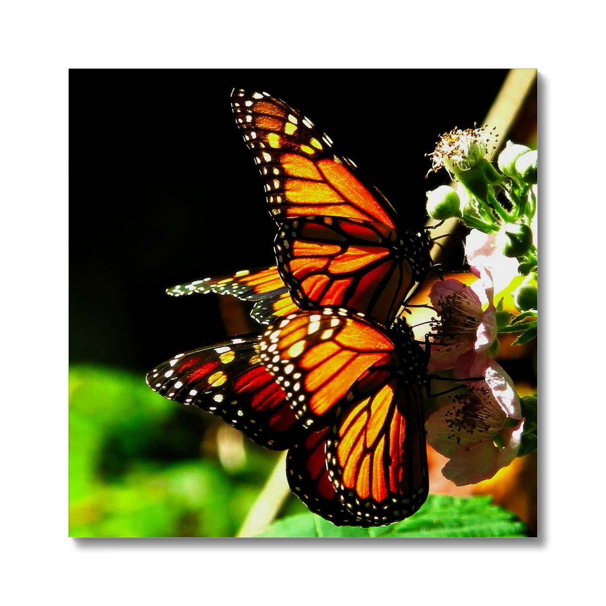Butterfly Joy - Canvas