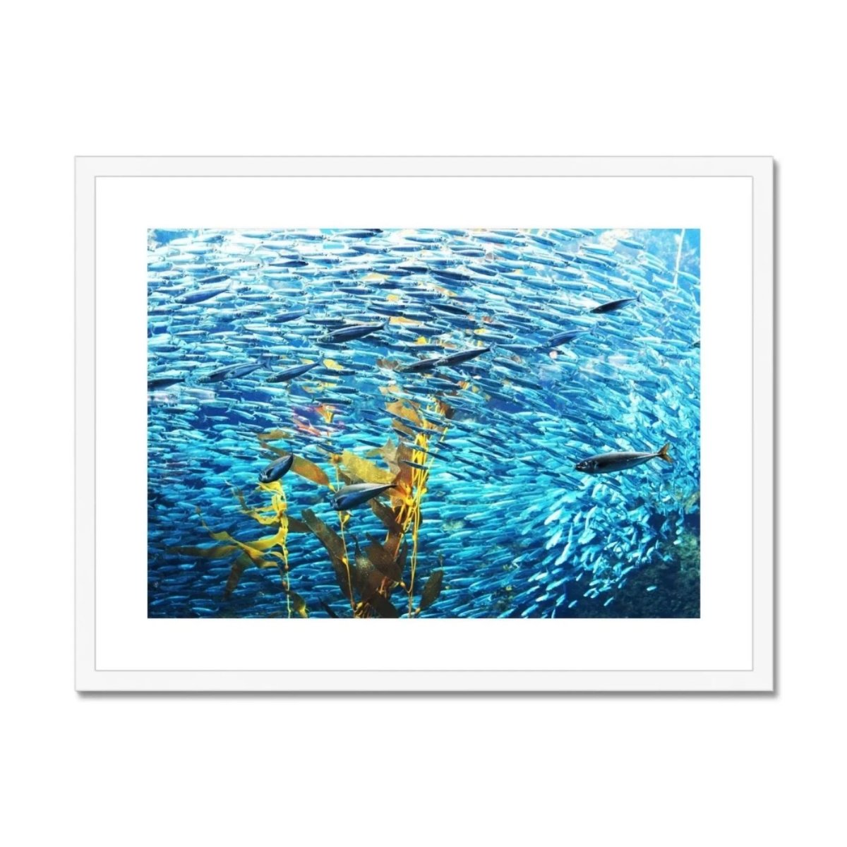 Monterey Fish Framed & Mounted Print
