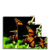 Butterfly Joy - Canvas | Feel Good Images