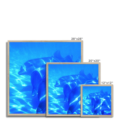Dolphin Love Framed Print | Feel Good Images