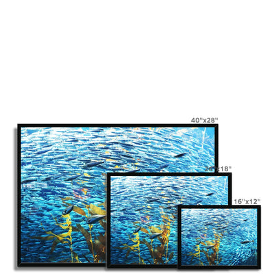 Monterey Fish Framed Print | Feel Good Images