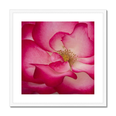 Rose Bliss Framed & Mounted Print | Feel Good Images