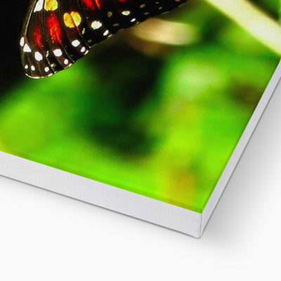 Butterfly Joy - Canvas | Feel Good Images