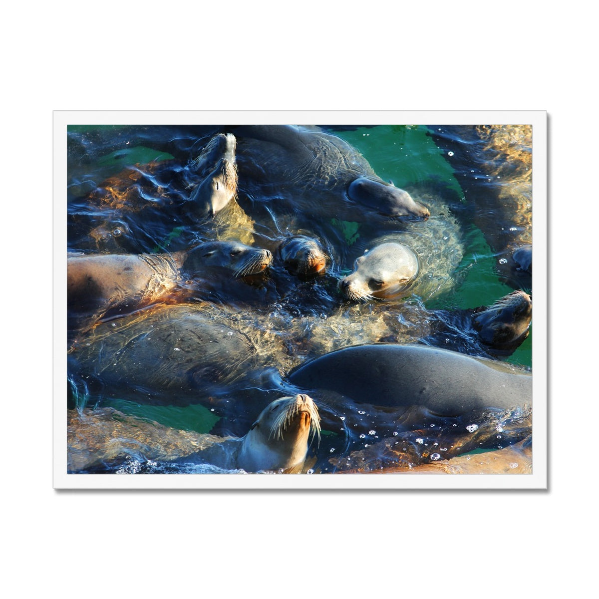 Seal Snuggles - California Framed Print