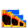 Sunflower Joy - Framed Print | Feel Good Images