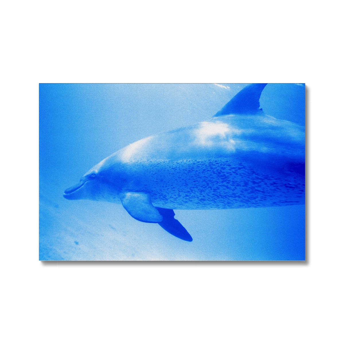 Oleen Joy Canvas