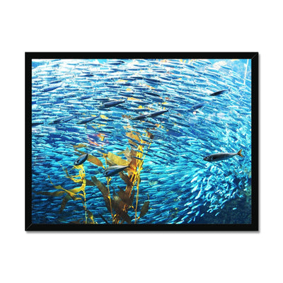 Monterey Fish Framed Print | Feel Good Images