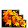 Sunflower Joy Shines Framed Print | Feel Good Images