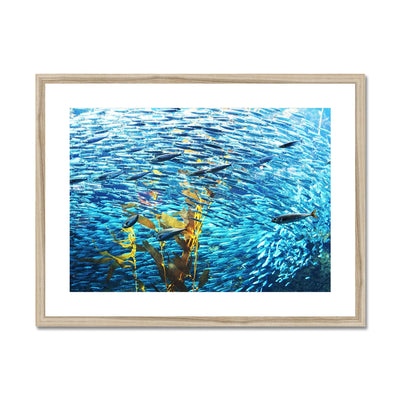 Monterey Fish Framed & Mounted Print | Feel Good Images