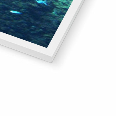 Monterey Fish Framed Print | Feel Good Images