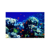 The Blue Hole - The Red Sea - Egypt Photo Art Print | Feel Good Images
