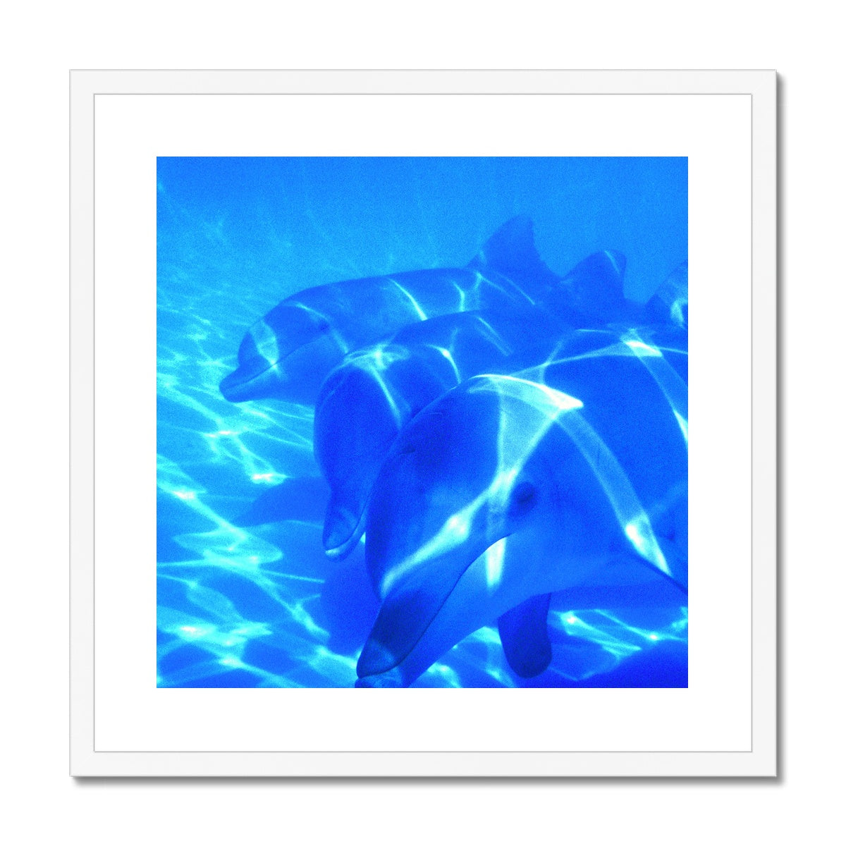 Dolphin Love Framed & Mounted Print