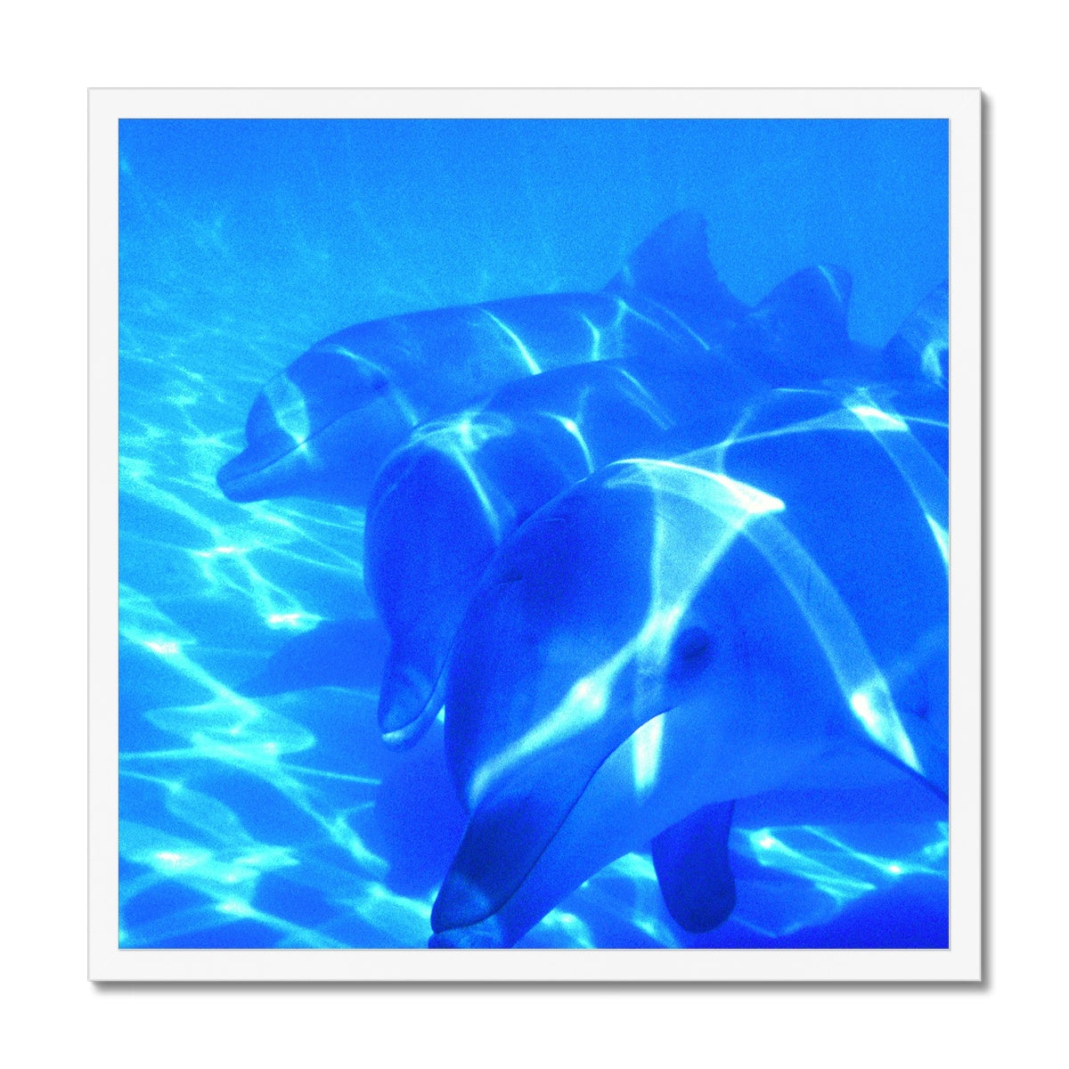 Dolphin Love Framed Print