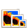Sunflower Joy Framed & Mounted Print | Feel Good Images
