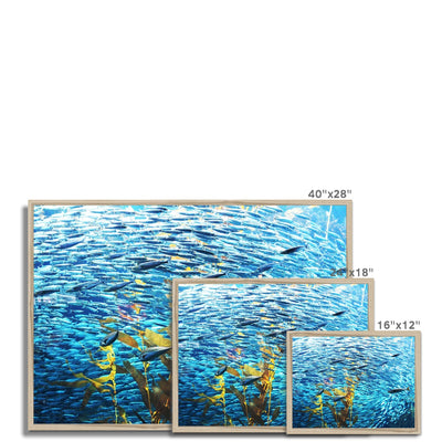 Monterey Fish Framed Print | Feel Good Images
