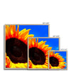 Sunflower Joy - Framed Print | Feel Good Images