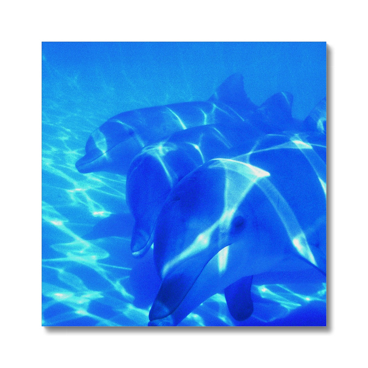 Dolphin Love Canvas
