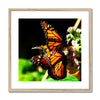Butterfly Joy - Framed Mounted Print | Feel Good Images