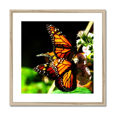 Butterfly Joy - Framed Mounted Print | Feel Good Images
