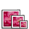 Rose Bliss Framed & Mounted Print | Feel Good Images