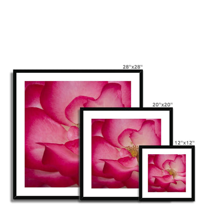 Rose Bliss Framed & Mounted Print | Feel Good Images