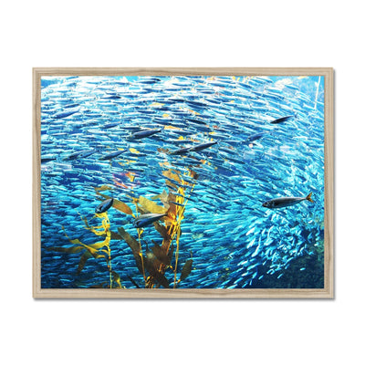 Monterey Fish Framed Print | Feel Good Images