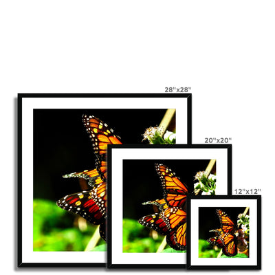 Butterfly Joy - Framed Mounted Print | Feel Good Images