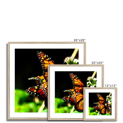 Butterfly Joy - Framed Mounted Print | Feel Good Images