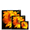 Sunflower Joy Shines Framed Print | Feel Good Images