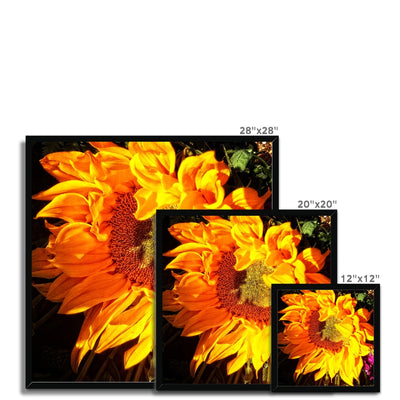 Sunflower Joy Shines Framed Print | Feel Good Images