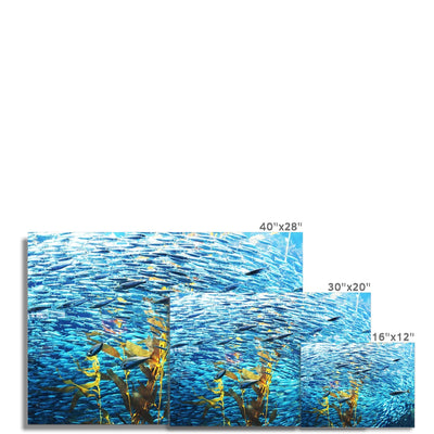 Monterey Fish Photo Art Print | Feel Good Images