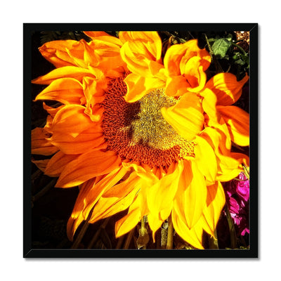 Sunflower Joy Shines Framed Print | Feel Good Images