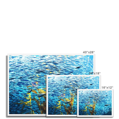 Monterey Fish Framed Print | Feel Good Images