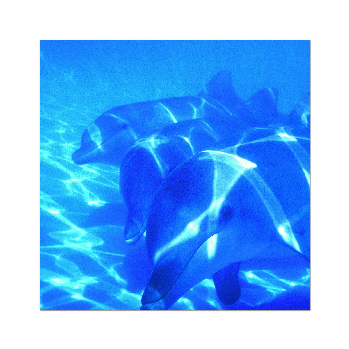 Dolphin Love - Photo Art Print