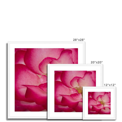 Rose Bliss Framed & Mounted Print | Feel Good Images