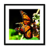 Butterfly Joy - Framed Mounted Print | Feel Good Images