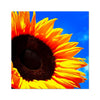 Sunflower Joy Photo Art Print | Feel Good Images
