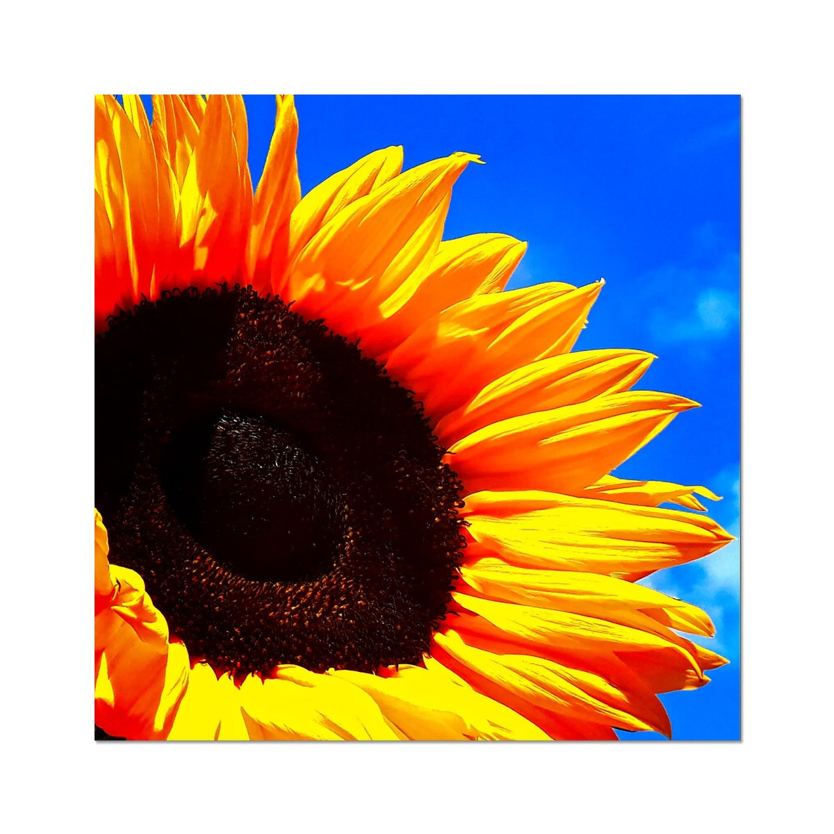 Sunflower Joy Photo Art Print