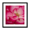 Rose Bliss Framed & Mounted Print | Feel Good Images