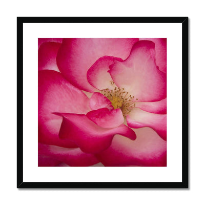 Rose Bliss Framed & Mounted Print | Feel Good Images