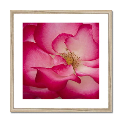 Rose Bliss Framed & Mounted Print | Feel Good Images