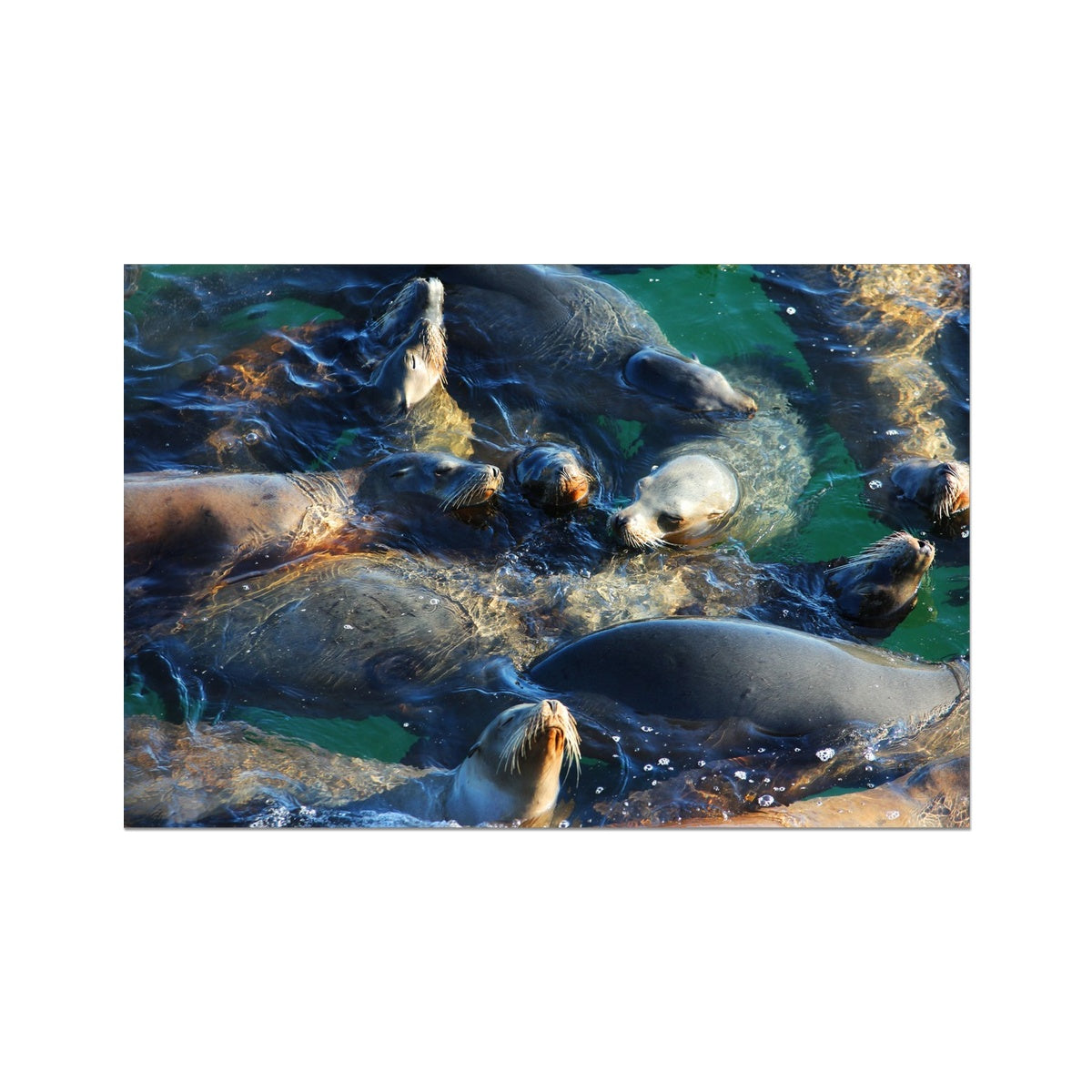 Seal Snuggles - California Photo Art Print