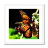 Butterfly Joy - Framed Mounted Print | Feel Good Images