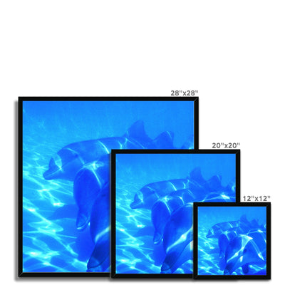Dolphin Love Framed Print | Feel Good Images