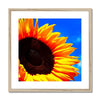 Sunflower Joy Framed & Mounted Print | Feel Good Images