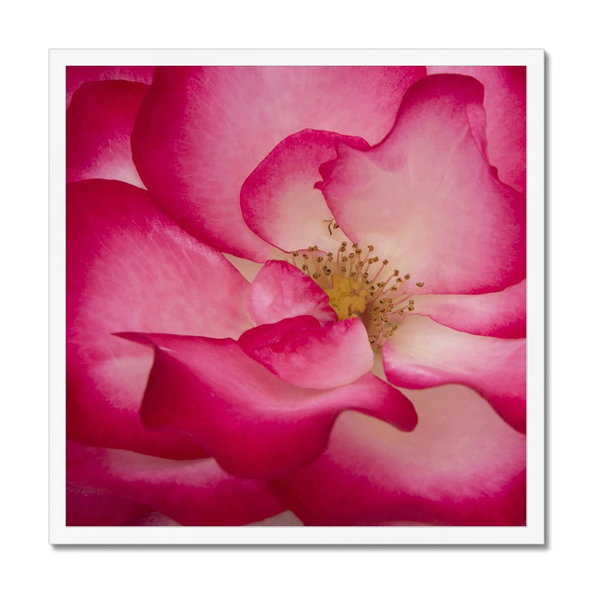 Rose Bliss Framed Print