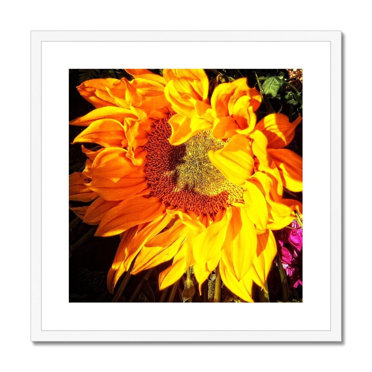 Sunflower Joy Shines Framed & Mounted Print