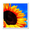 Sunflower Joy - Framed Print | Feel Good Images